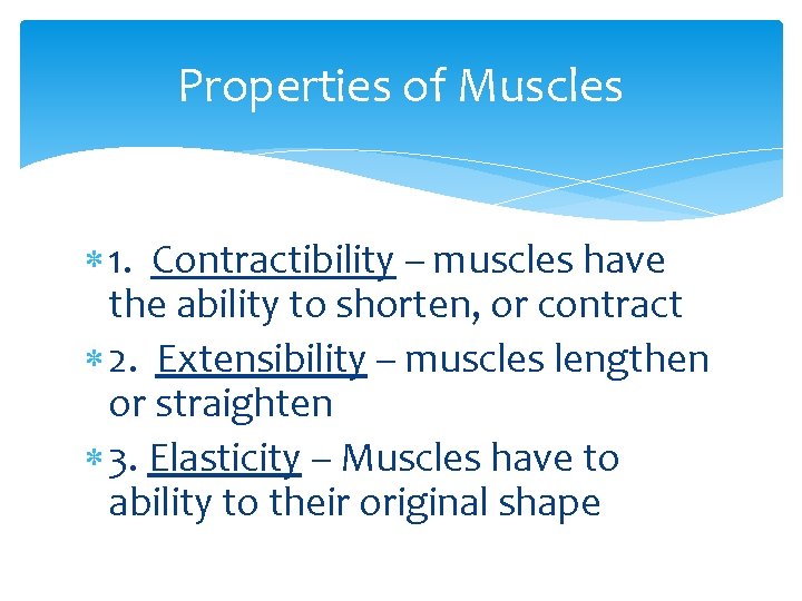 Properties of Muscles 1. Contractibility – muscles have the ability to shorten, or contract