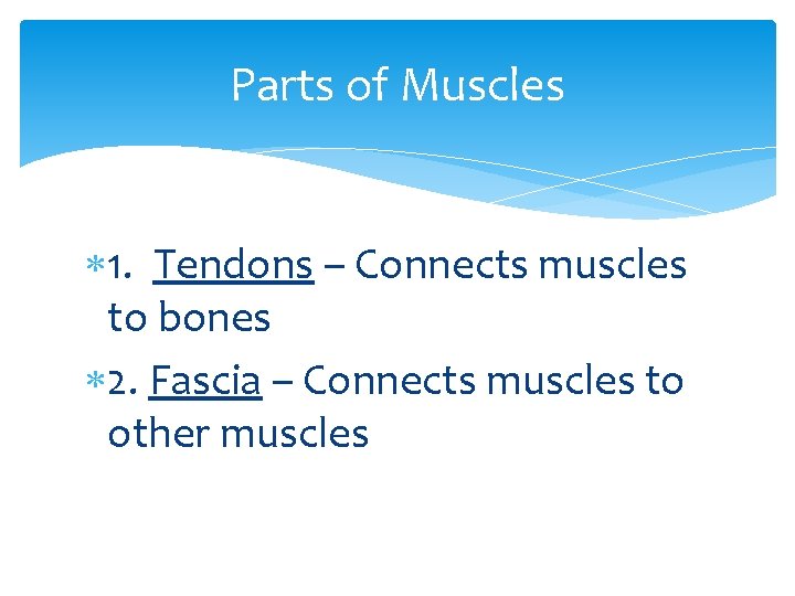Parts of Muscles 1. Tendons – Connects muscles to bones 2. Fascia – Connects