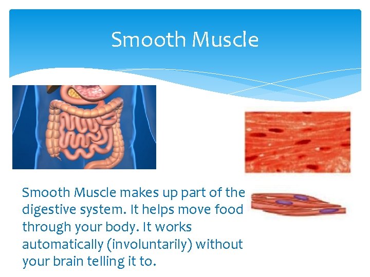 Smooth Muscle makes up part of the digestive system. It helps move food through