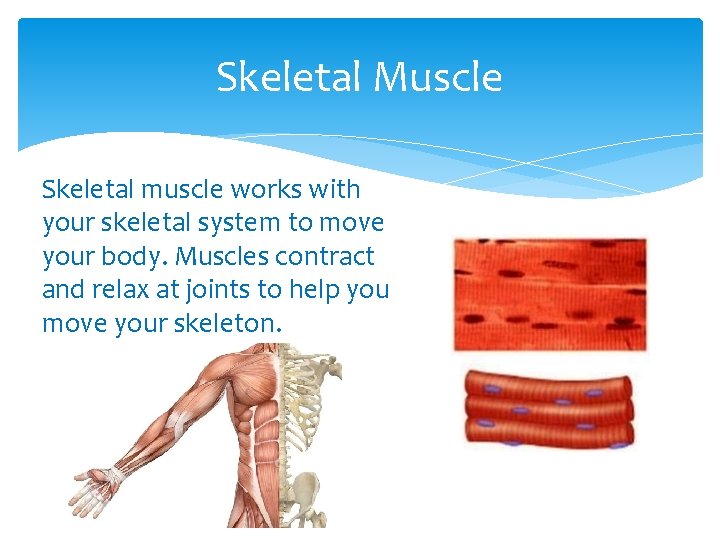 Skeletal Muscle Skeletal muscle works with your skeletal system to move your body. Muscles