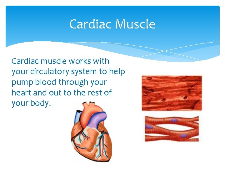 Cardiac Muscle Cardiac muscle works with your circulatory system to help pump blood through