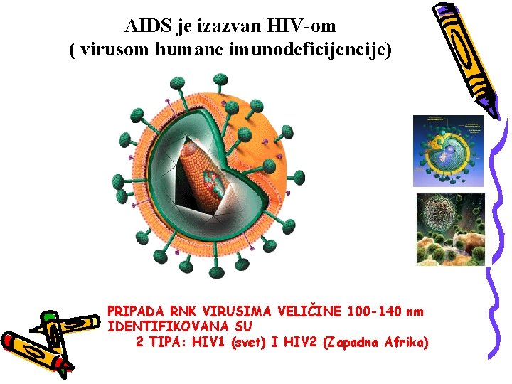 AIDS je izazvan HIV-om ( virusom humane imunodeficijencije) PRIPADA RNK VIRUSIMA VELIČINE 100 -140