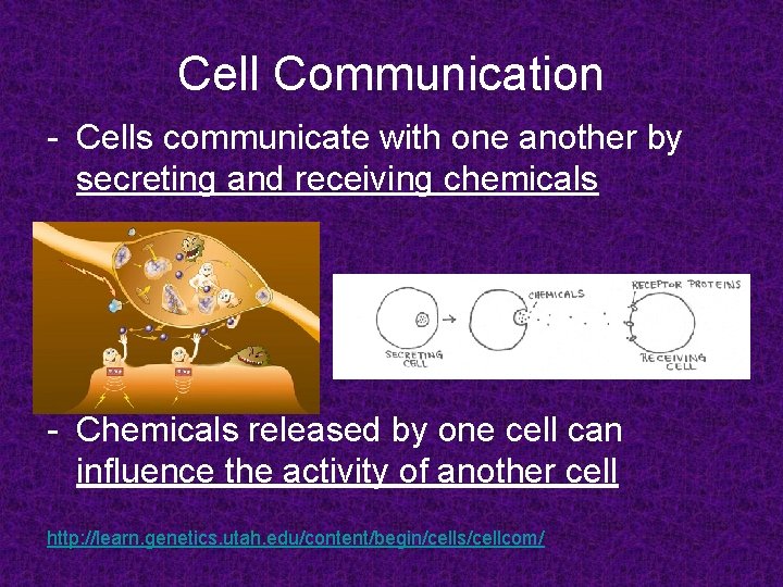 Cell Communication - Cells communicate with one another by secreting and receiving chemicals - Cell Communication - Cells communicate with one another by secreting and receiving chemicals -