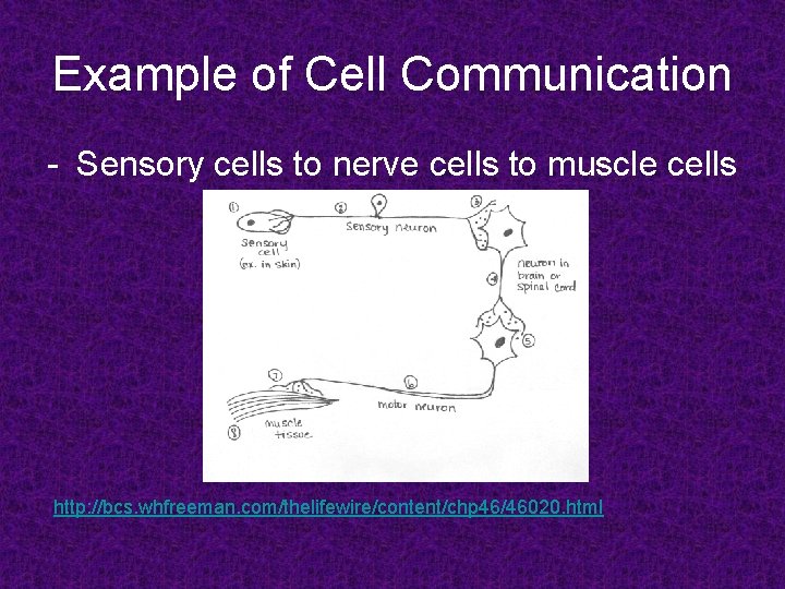 Example of Cell Communication - Sensory cells to nerve cells to muscle cells http: Example of Cell Communication - Sensory cells to nerve cells to muscle cells http: