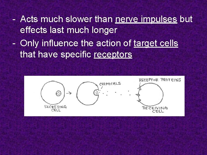 - Acts much slower than nerve impulses but effects last much longer - Only - Acts much slower than nerve impulses but effects last much longer - Only