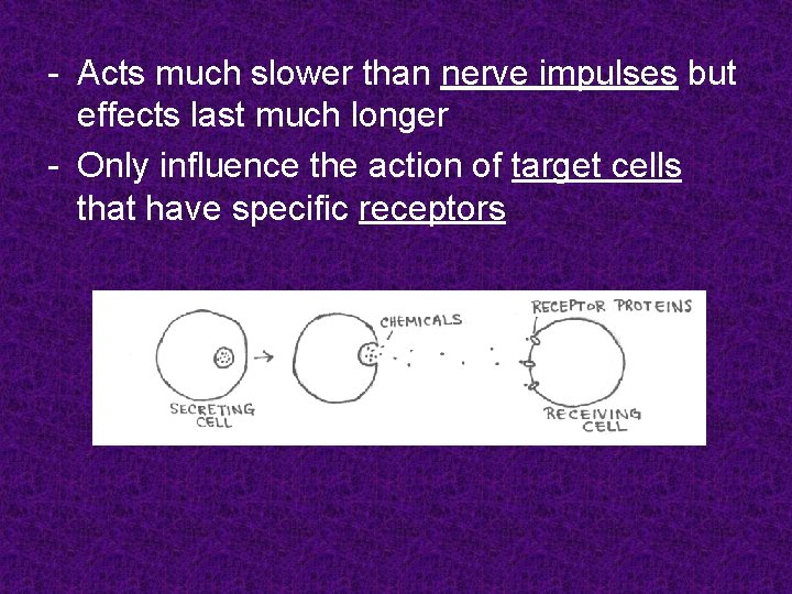 - Acts much slower than nerve impulses but effects last much longer - Only