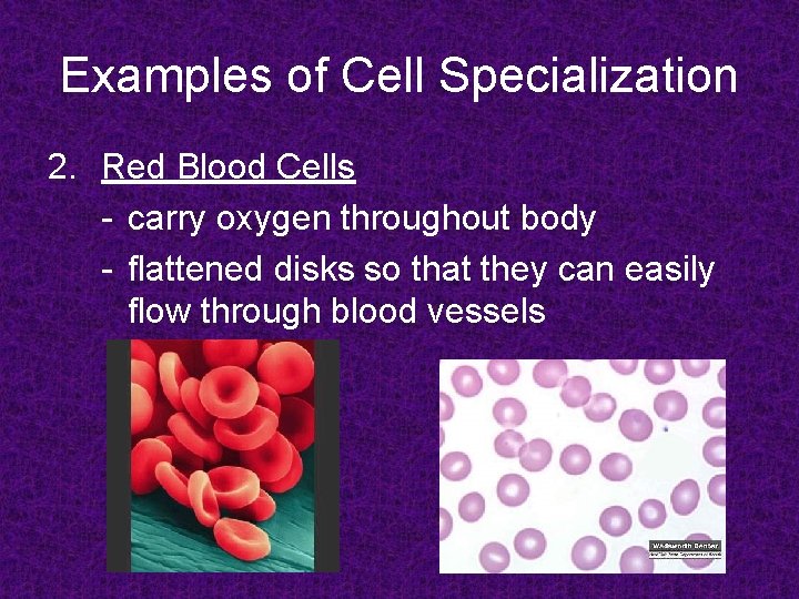 Examples of Cell Specialization 2. Red Blood Cells - carry oxygen throughout body -