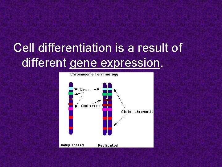 Cell differentiation is a result of different gene expression. Cell differentiation is a result of different gene expression.