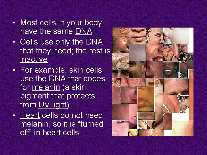 • Most cells in your body have the same DNA • Cells use • Most cells in your body have the same DNA • Cells use