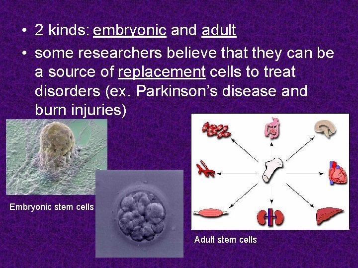  • 2 kinds: embryonic and adult • some researchers believe that they can