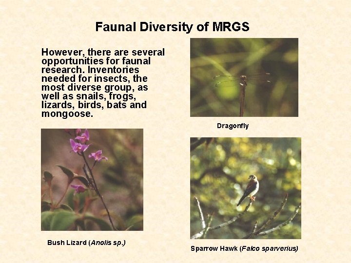 Faunal Diversity of MRGS However, there are several opportunities for faunal research. Inventories needed
