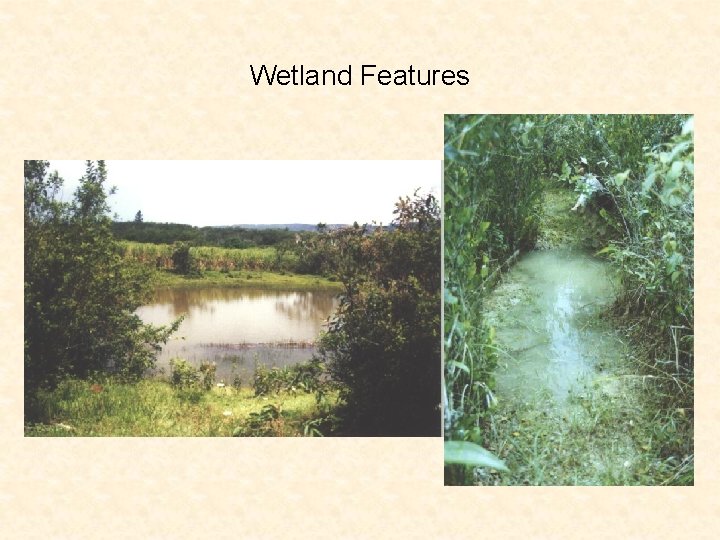 Wetland Features 