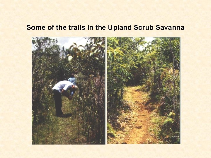Some of the trails in the Upland Scrub Savanna 