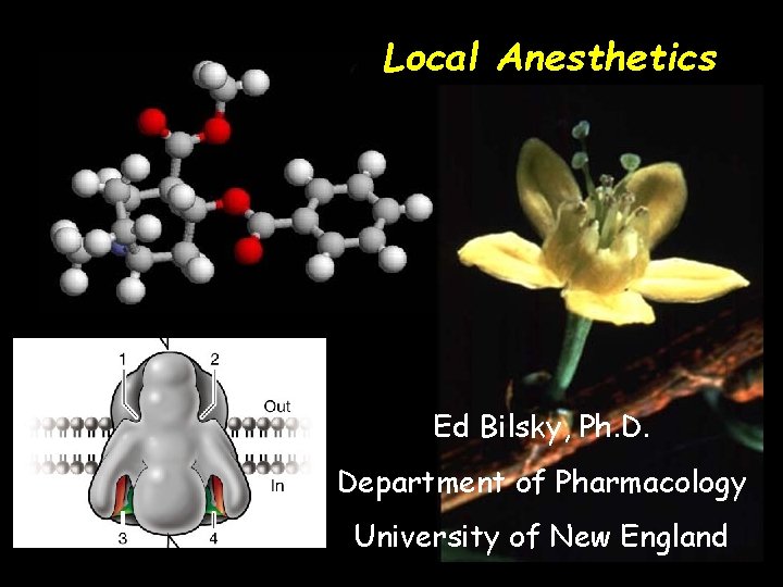 Local Anesthetics Ed Bilsky, Ph. D. Department of Pharmacology University of New England 