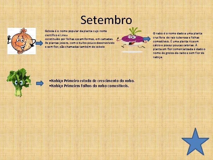 Setembro Cebola é o nome popular da planta cujo nome científico é Lineu constituído
