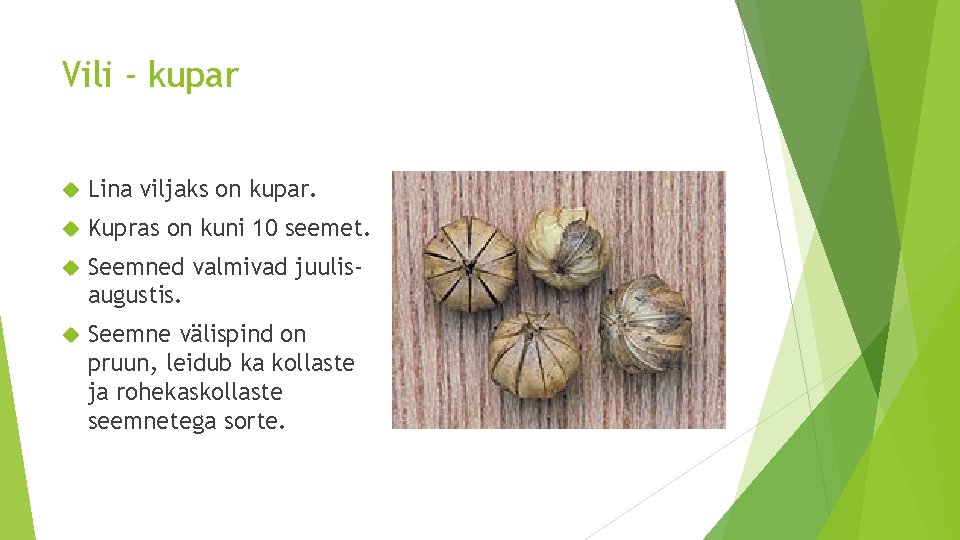 Vili - kupar Lina viljaks on kupar. Kupras on kuni 10 seemet. Seemned valmivad