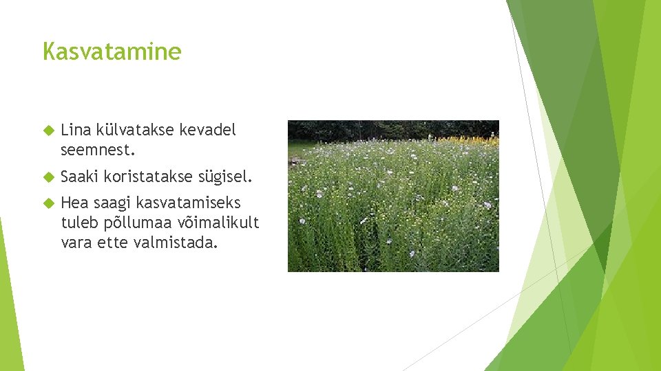 Kasvatamine Lina külvatakse kevadel seemnest. Saaki koristatakse sügisel. Hea saagi kasvatamiseks tuleb põllumaa võimalikult