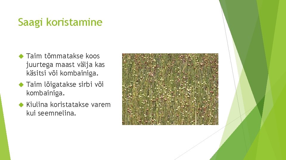 Saagi koristamine Taim tõmmatakse koos juurtega maast välja kas käsitsi või kombainiga. Taim lõigatakse