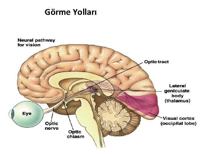 Görme Yolları 