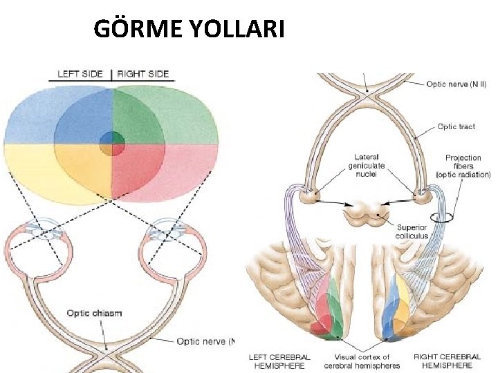 GÖRME YOLLARI 