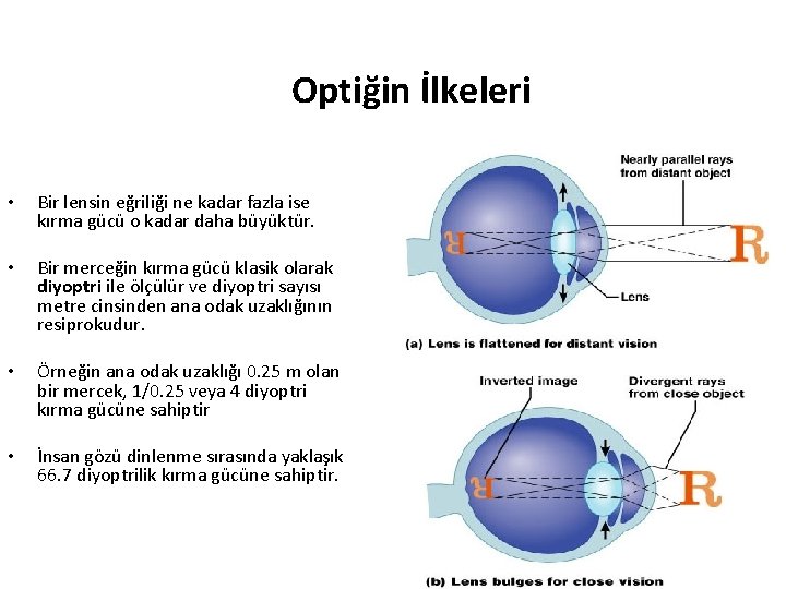 Optiğin İlkeleri • Bir lensin eğriliği ne kadar fazla ise kırma gücü o kadar