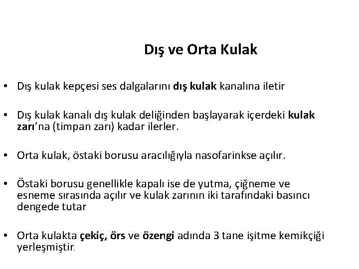 Dış ve Orta Kulak • Dış kulak kepçesi ses dalgalarını dış kulak kanalına iletir