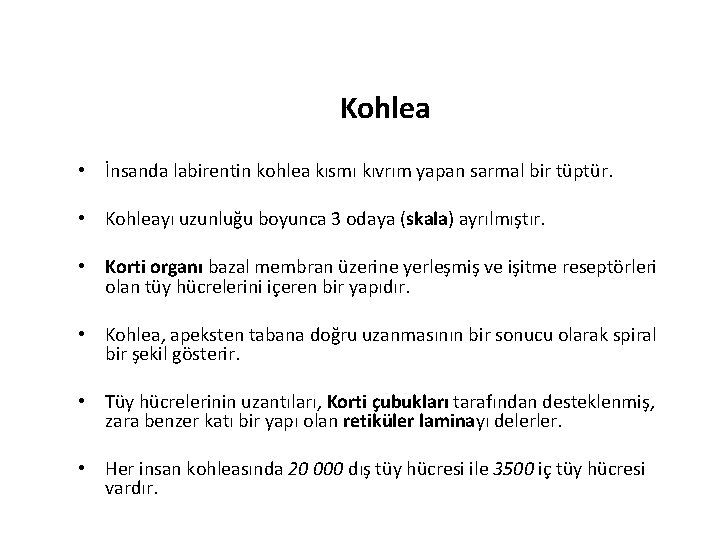 Kohlea • İnsanda labirentin kohlea kısmı kıvrım yapan sarmal bir tüptür. • Kohleayı uzunluğu