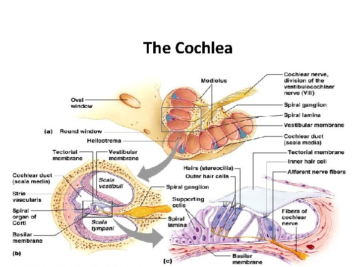 The Cochlea 