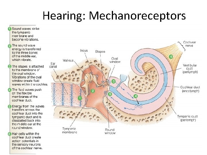 Hearing: Mechanoreceptors Figure 10 -19: Sound transmission through the ear 