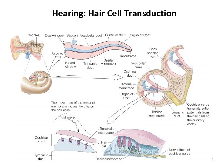 Hearing: Hair Cell Transduction Figure 10 -20: The cochlea 