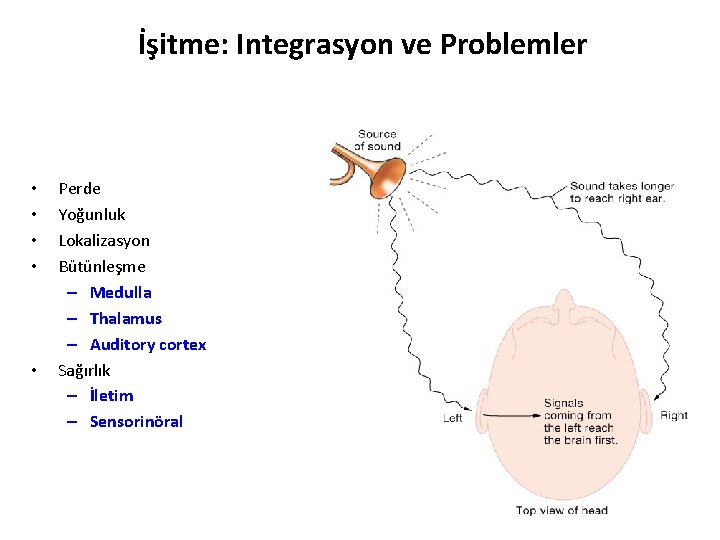 İşitme: Integrasyon ve Problemler • • • Perde Yoğunluk Lokalizasyon Bütünleşme – Medulla –