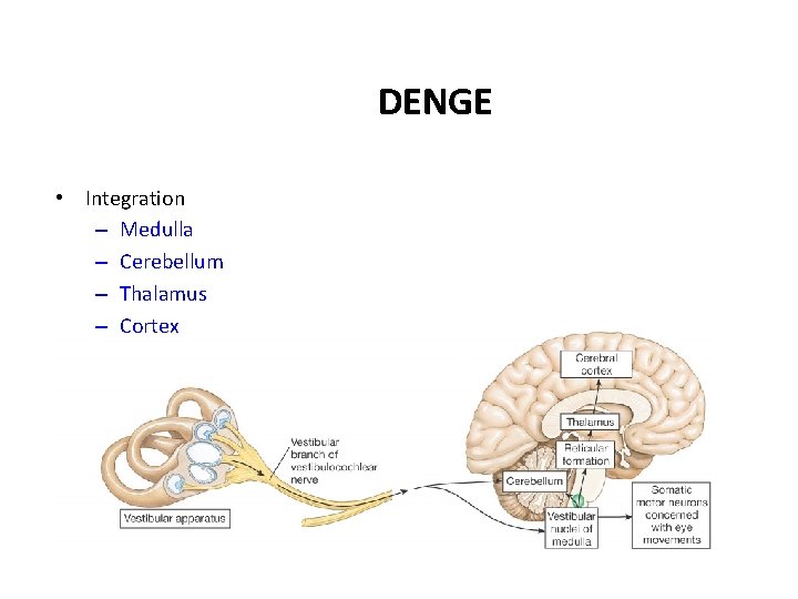DENGE • Integration – Medulla – Cerebellum – Thalamus – Cortex 