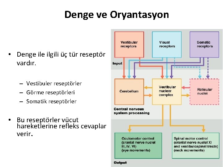 Denge ve Oryantasyon • Denge ilgili üç tür reseptör vardır. – Vestibuler reseptörler –