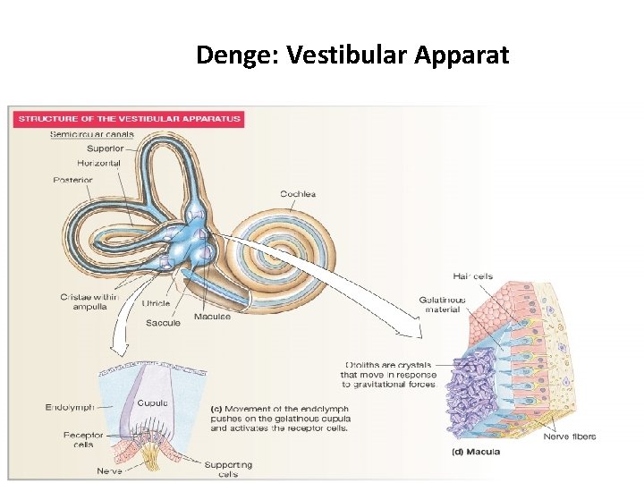 Denge: Vestibular Apparat 