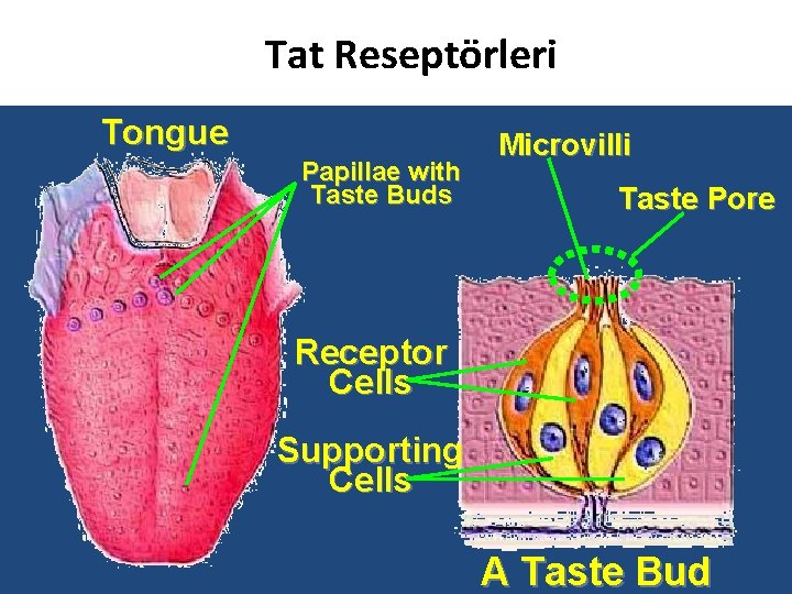 Tat Reseptörleri Tongue Papillae with Taste Buds Microvilli Taste Pore Receptor Cells Supporting Cells