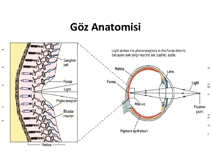 Göz Anatomisi • Lens ve retina arasındaki boşluk, vitreus (humör vitröz) denilen berrak jelatinimsi