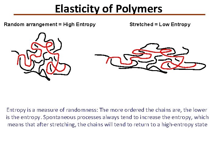 Elasticity of Polymers Random arrangement = High Entropy Stretched = Low Entropy is a