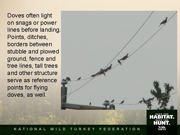Doves often light on snags or power lines before landing. Points, ditches, borders between Doves often light on snags or power lines before landing. Points, ditches, borders between