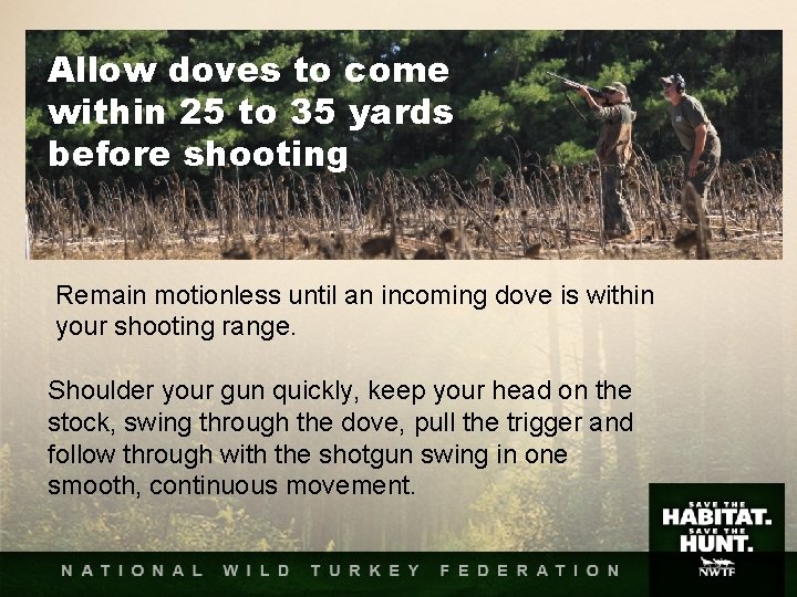 Allow doves to come within 25 to 35 yards before shooting Remain motionless until Allow doves to come within 25 to 35 yards before shooting Remain motionless until