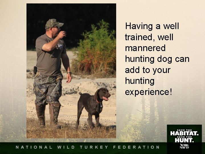 Having a well trained, well mannered hunting dog can add to your hunting experience! Having a well trained, well mannered hunting dog can add to your hunting experience!