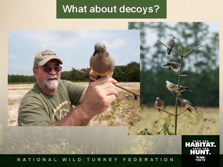 What about decoys? What about decoys?