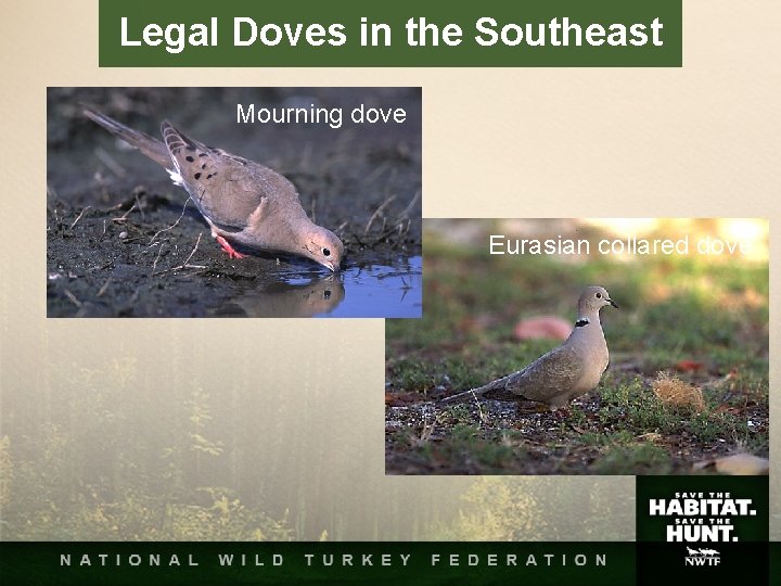 Legal Doves in the Southeast Mourning dove Eurasian collared dove Legal Doves in the Southeast Mourning dove Eurasian collared dove