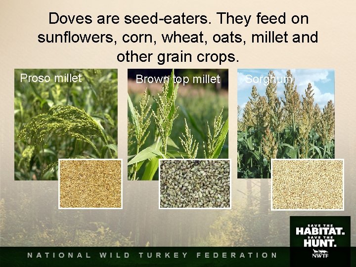 Doves are seed-eaters. They feed on sunflowers, corn, wheat, oats, millet and other grain Doves are seed-eaters. They feed on sunflowers, corn, wheat, oats, millet and other grain