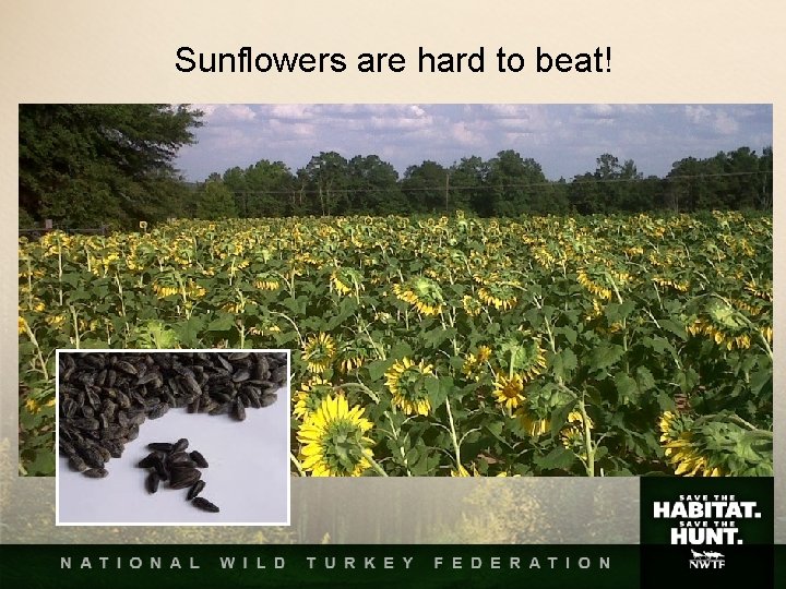 Sunflowers are hard to beat! Sunflowers are hard to beat!