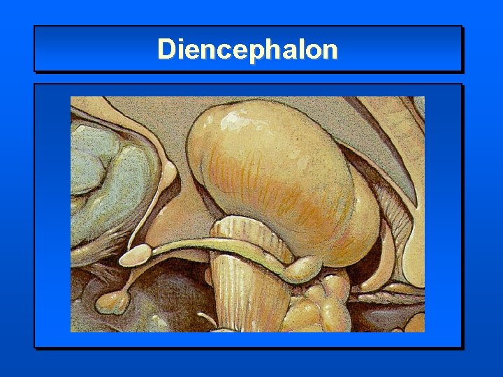 Diencephalon 