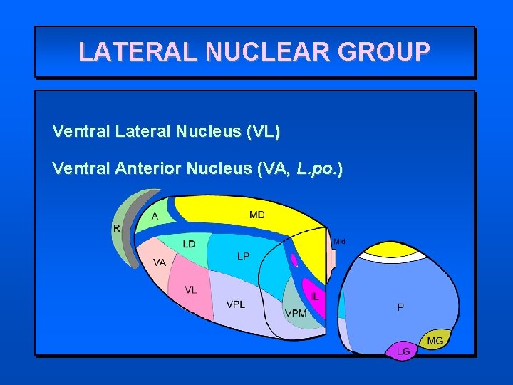 LATERAL NUCLEAR GROUP Ventral Lateral Nucleus (VL) Ventral Anterior Nucleus (VA, L. po. )