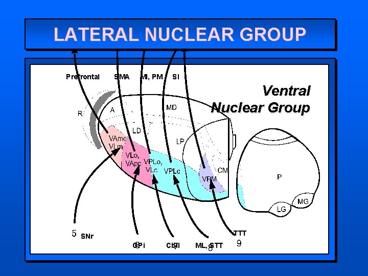 LATERAL NUCLEAR GROUP Prefrontal SMA MI, PM SI Ventral Nuclear Group TTT SNr GPi