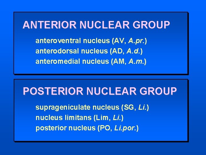 ANTERIOR NUCLEAR GROUP anteroventral nucleus (AV, A. pr. ) anterodorsal nucleus (AD, A. d.