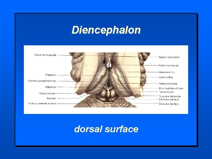 Diencephalon dorsal surface 