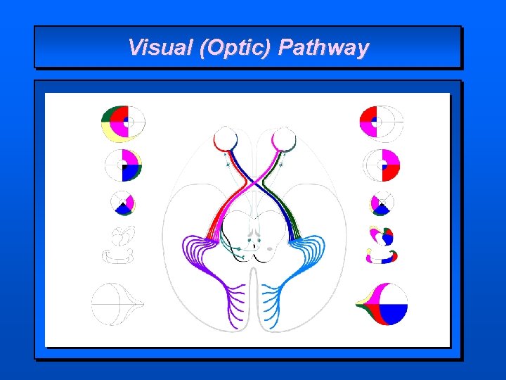 Visual (Optic) Pathway 